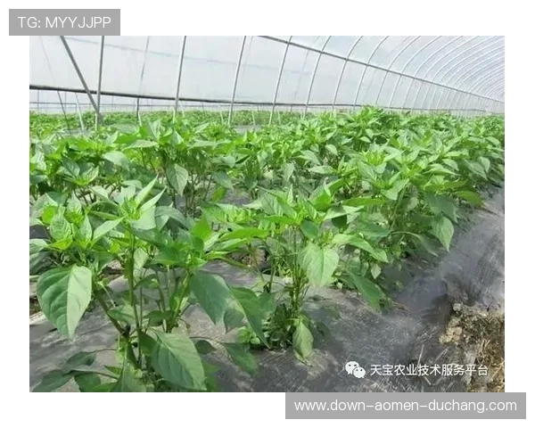 实操叶汉三株路技巧的实用技巧，打造高产农业新模式