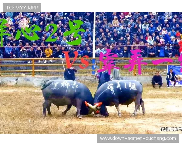 最全面的真人斗牛网址大全，集合优质斗牛娱乐平台一站式查找指南